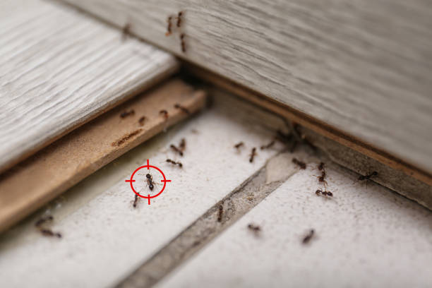 Pest Prevention Services in Auburndale, FL